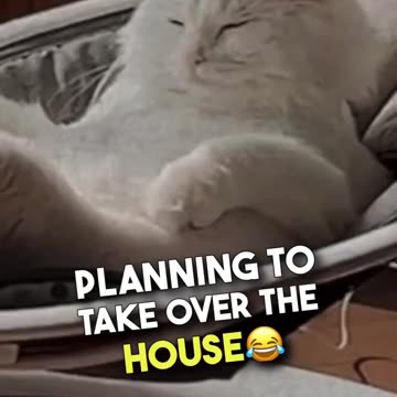 This Cat Takes over 😂😺😺