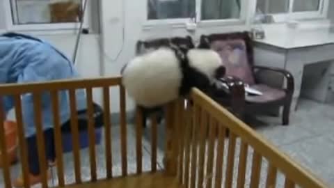 Escaping Baby Pandas