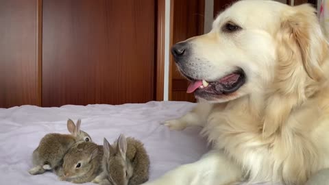 Cute Baby Bunnies think the Golden Retriever is their Mother