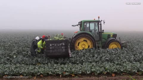 Great! ! ! How to plant and harvest spinach using modern technology