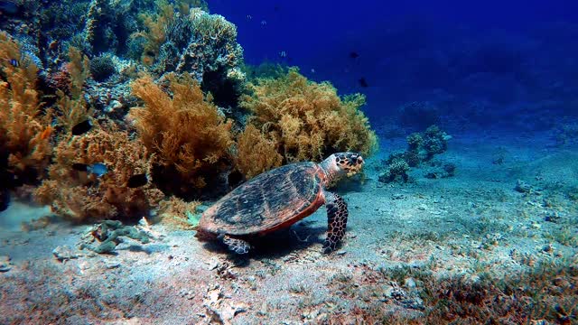 A turtle walking beside a coral reef