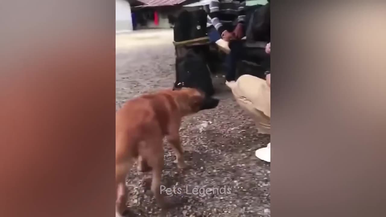 "When Animals Try... and Fail! 🐶🤣"