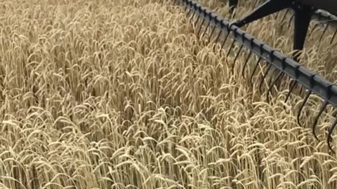 The combine goes through a field of winter wheat