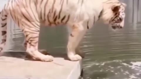 Tiger ko kya huwa