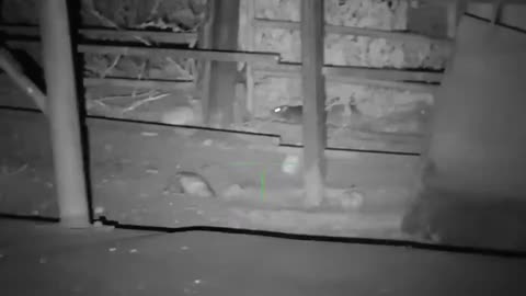 Rat Sniper