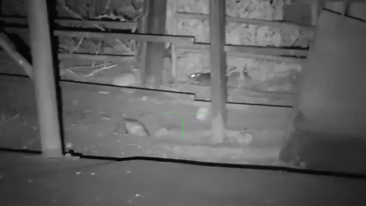 Rat Sniper
