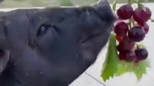 Cute Animals Videos And Very Funny Videos