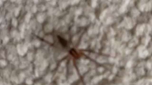 Spider on the floor