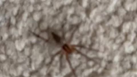 Spider on the floor