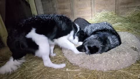 Border collie wakes up foxes Mala and Esmae!