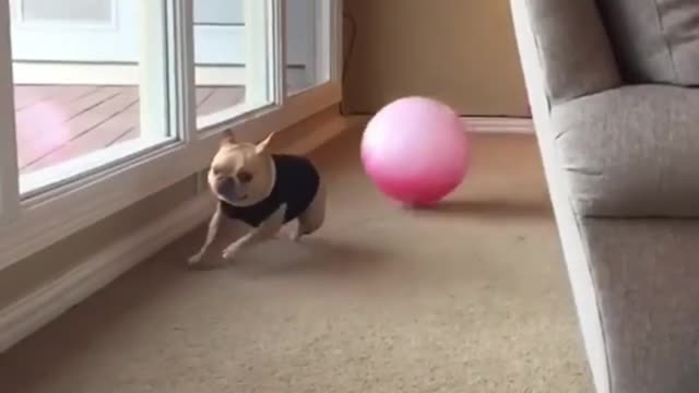This dog is ready to take off