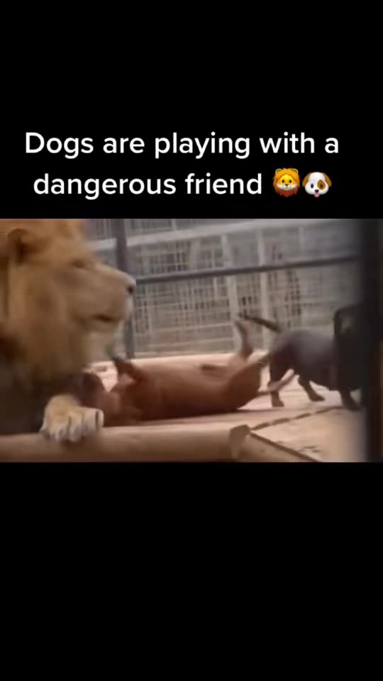 Wild lion playing with friends