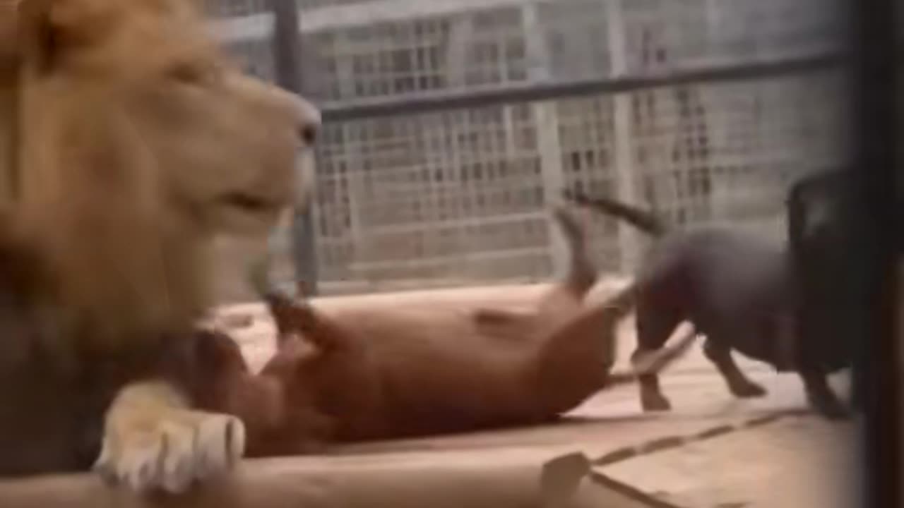 Wild lion playing with friends