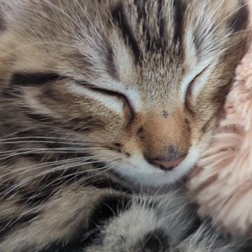 Little kitten napping