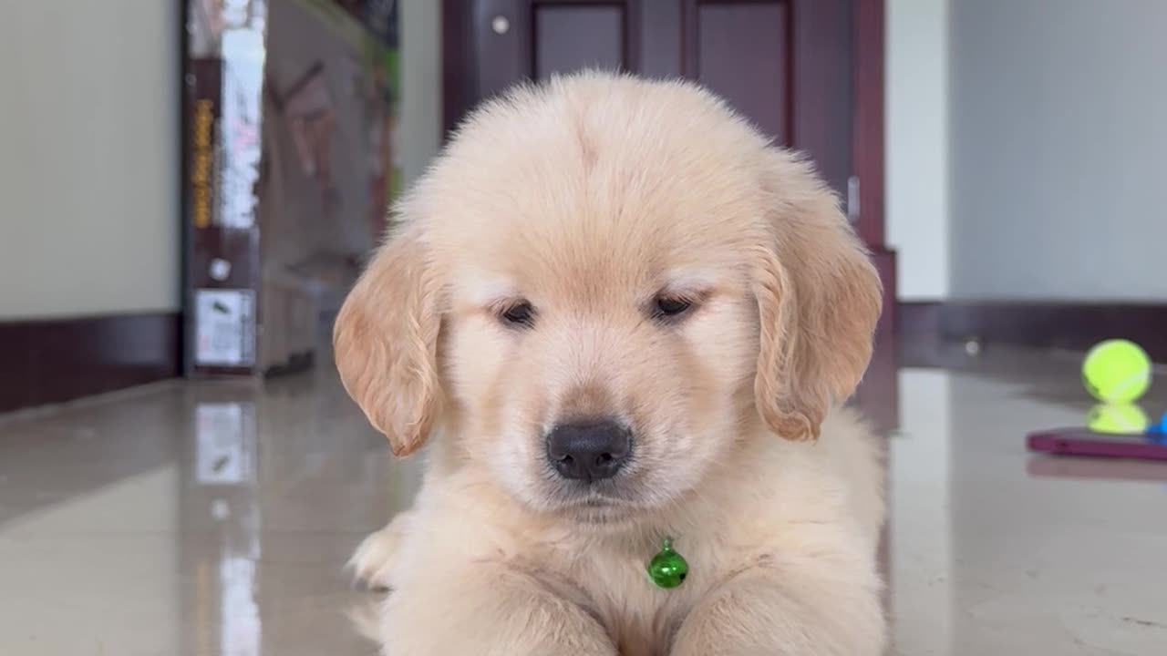 Golden Retriever Puppy's First Ball