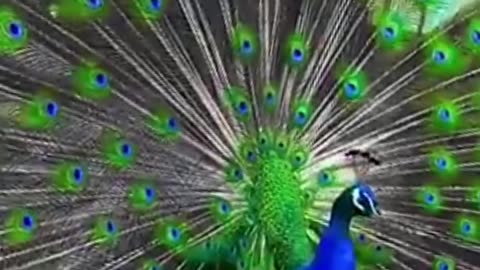 Peafowl Bird Sounds/Call