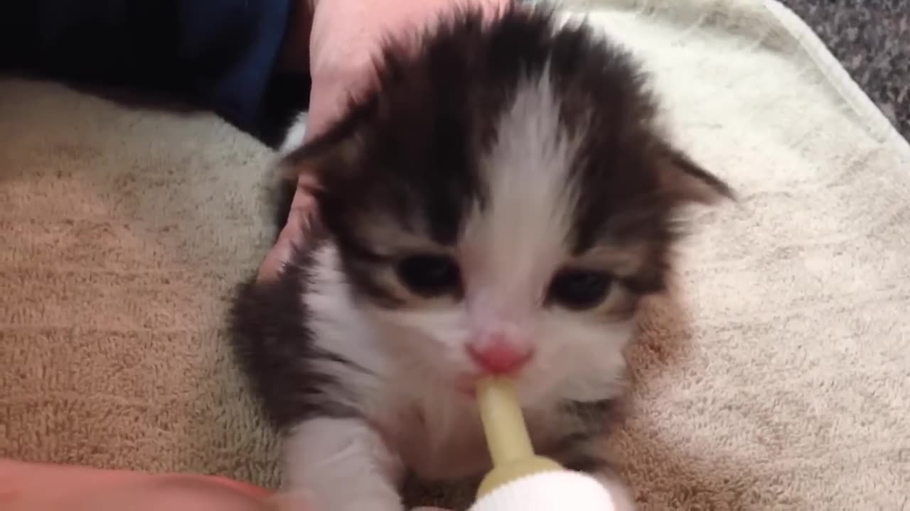 Bottle Feeding a Two-Week Old Kitten