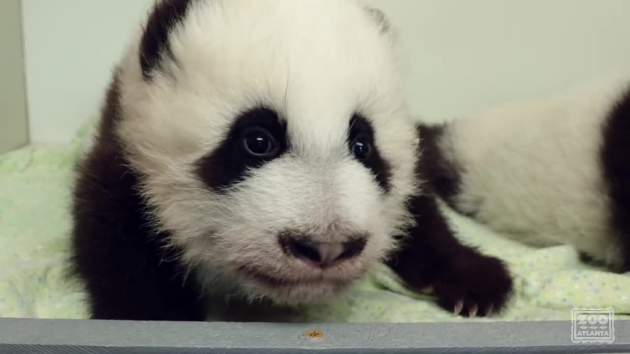 Panda Cubs 2016: Day 90