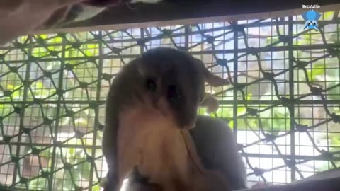 Rescuing 2 flying-foxes in trouble William Henry and Darley