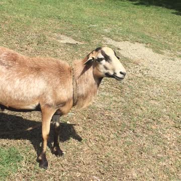 MAJOB LAMB DISTROBURTION