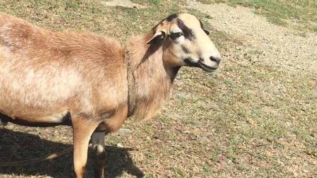 MAJOB LAMB DISTROBURTION