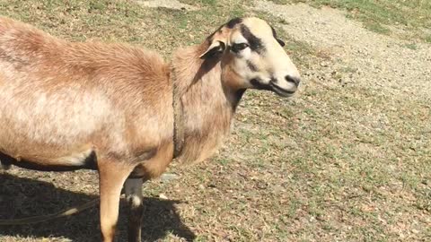 MAJOB LAMB DISTROBURTION