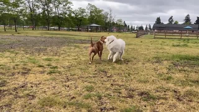 Pitbull having fun