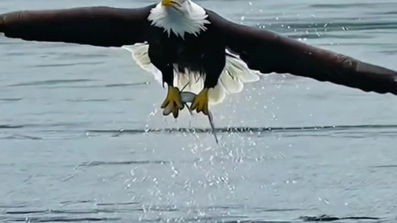 The eagles hunt rats and fishes