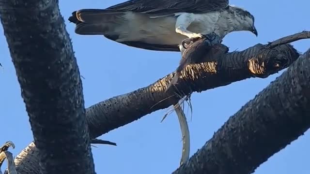 kite with a breakfast