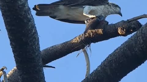 kite with a breakfast