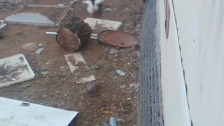 When Wild Turkeys Attack