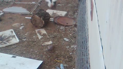 When Wild Turkeys Attack