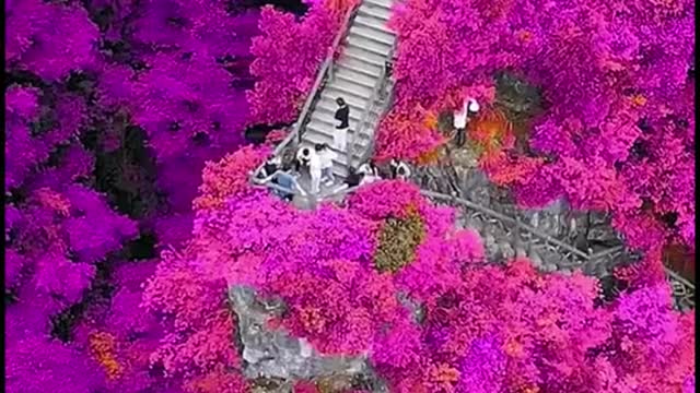 of looking-glass, to show us just the figure we