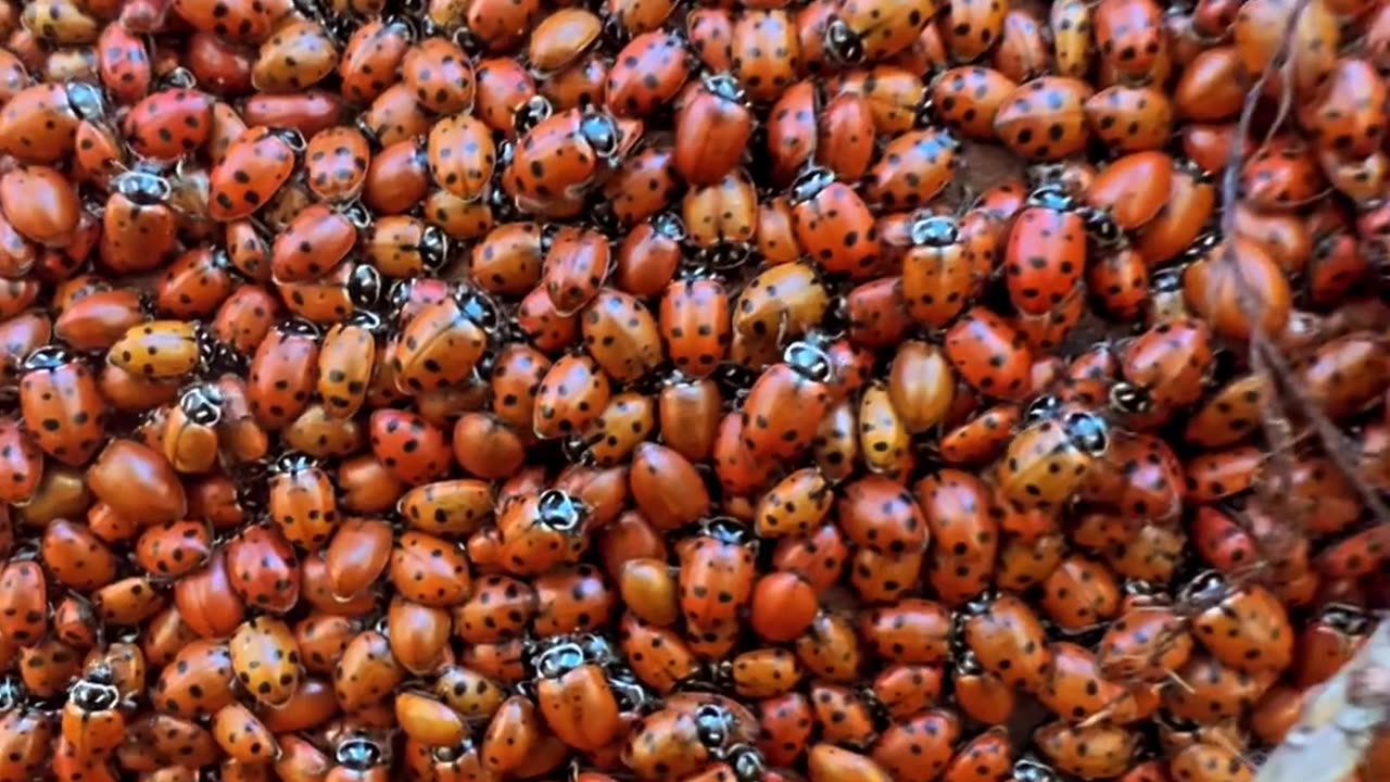 Make a Wish. 🐞🐞🐞🐞 it's making season in the Sierras