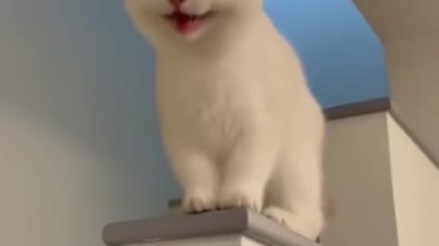 Viral video of cute cat 😸