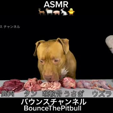 mr.bounce2015 Pitbul BOUNCE🇵🇭🇺🇸愛知犬