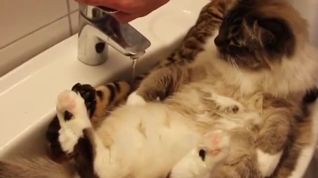 lovely cat