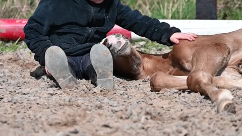 A Boy And His Foals