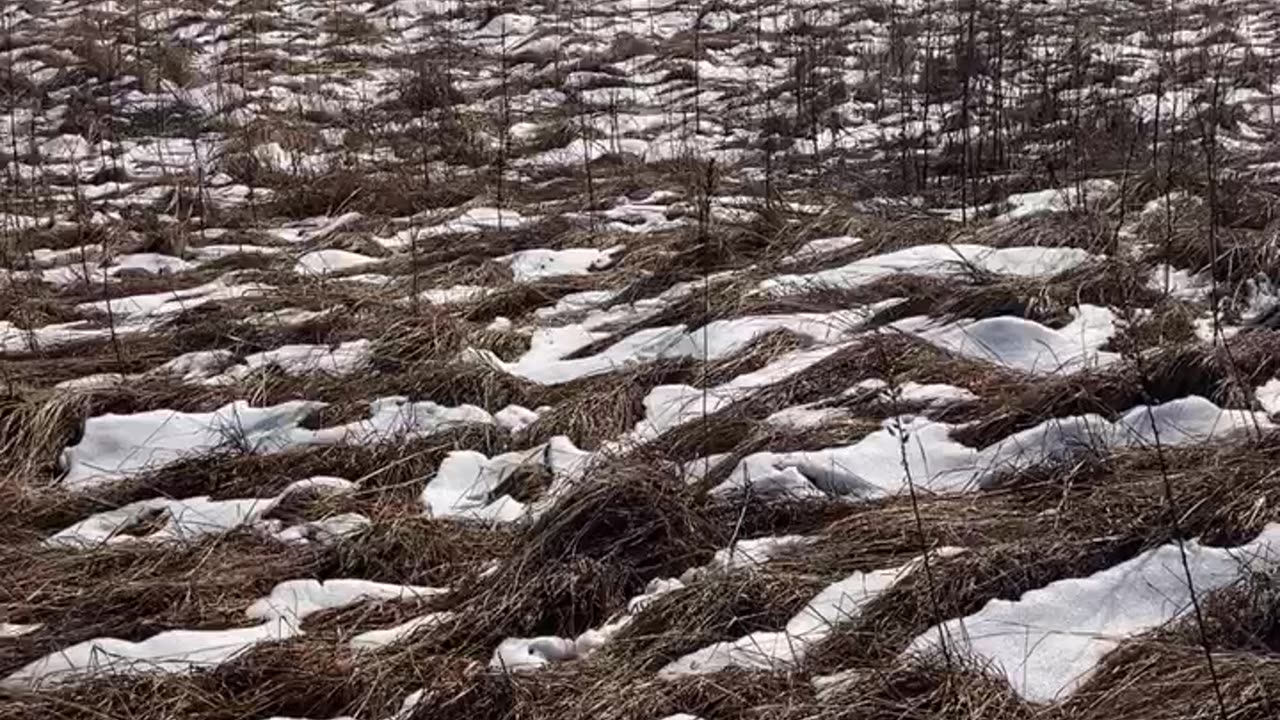 Dakota (2) - Running through a Snow Covered Field