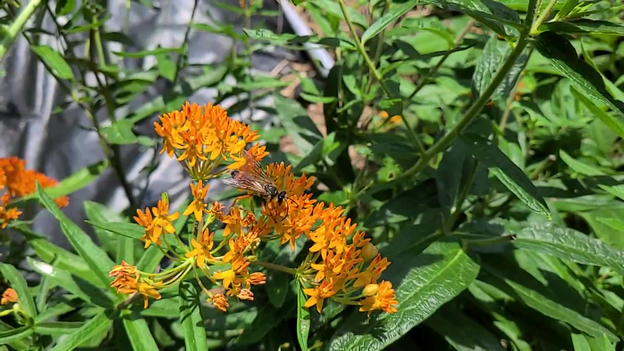 A Wasp Flying In Super Slow Motion