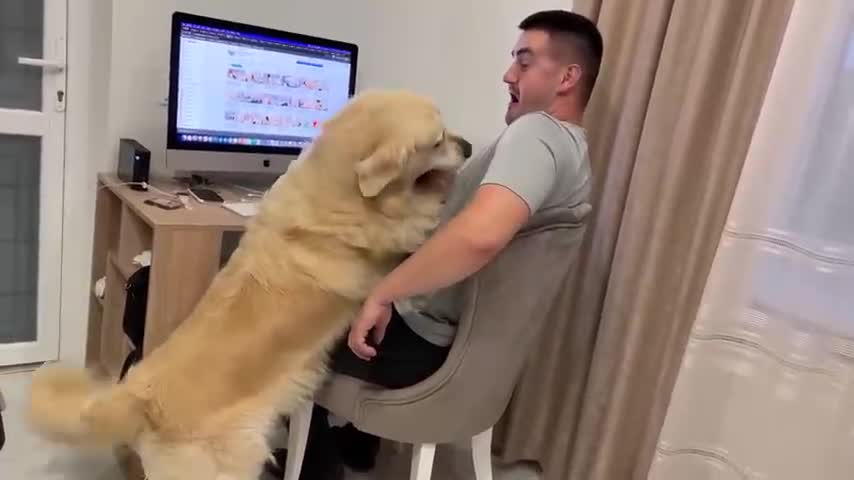 If you think of that golden retriever as my boss! Try not to laugh