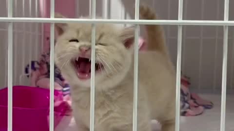 funny cat