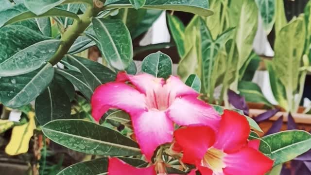 Red flower in action beside my home