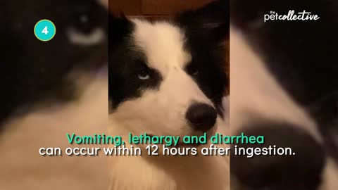5 Human Foods Toxic To Your Dog Pet Pointers
