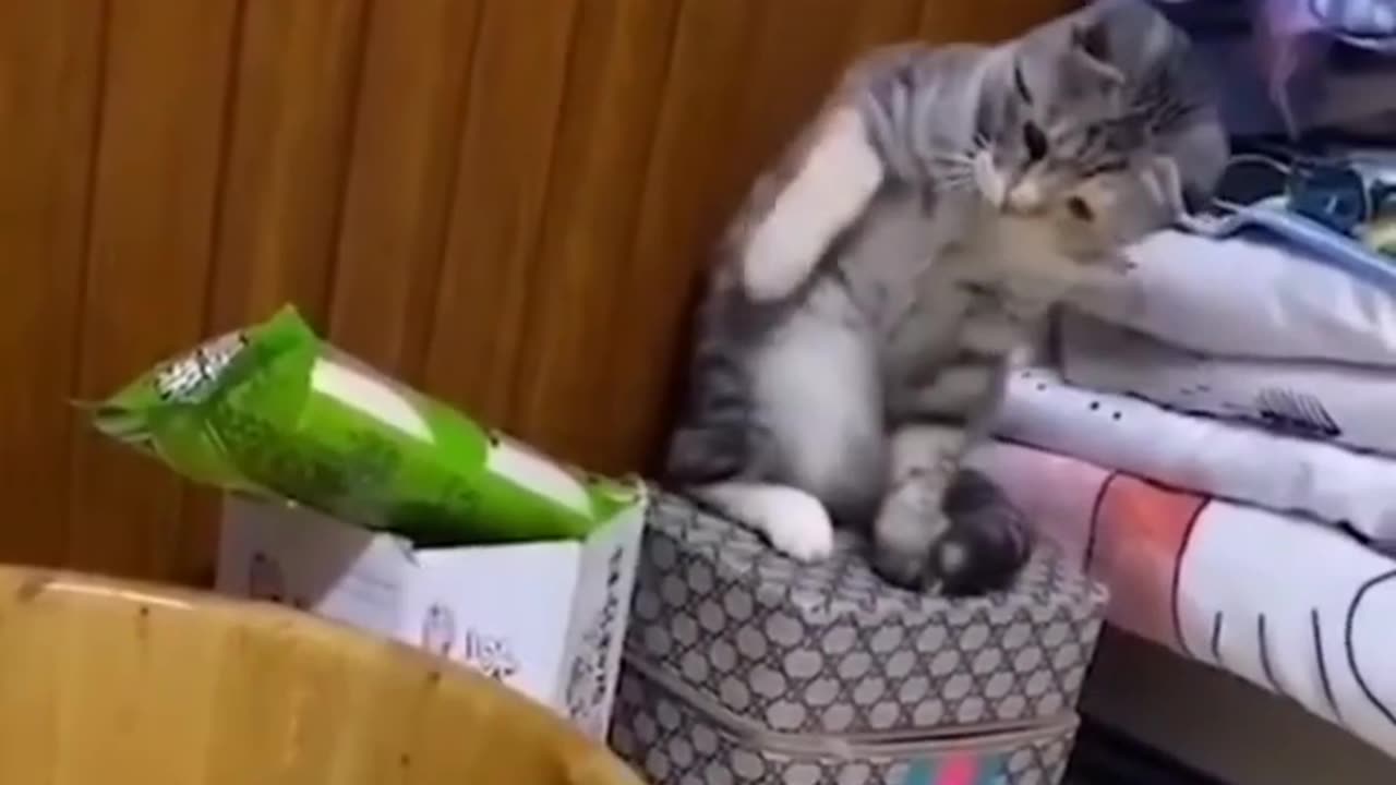 Funniest Animals 2023 Funniest cat and Dogs Part 01 #funny 😂😂.mp4