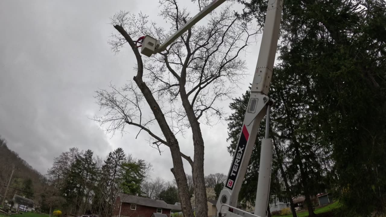 Roping maple log