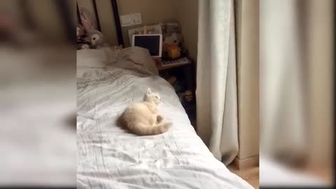 cute cat cat playing