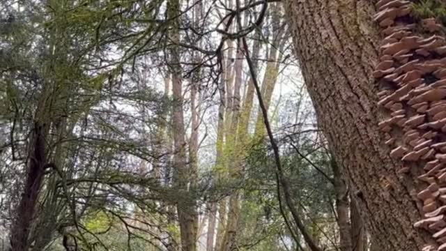 The Forest of Dean is an region of ancient woodlands