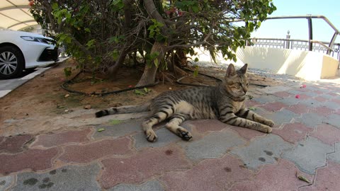 MICHAEL JACKSON - Homeless cat in Ras Al Khaimah, UAE #cat #cats #MichaelJackson #emirates #ae #UAE