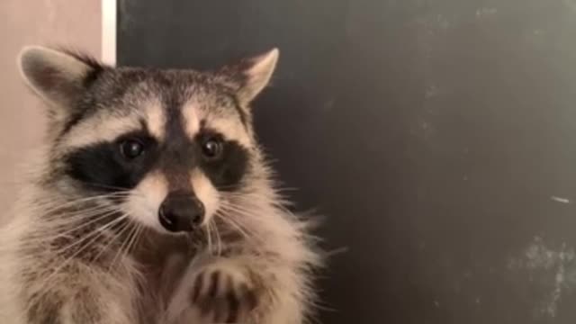 Pet raccoon chows down on tasty jello treat